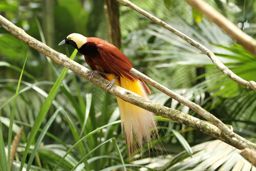 Aves del paraíso: especies y características