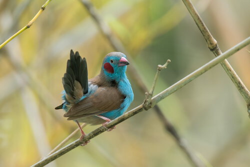 Azulito de Senegal (Uraeginthus bengalus)