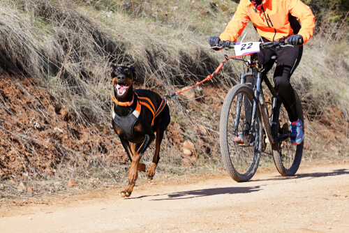 Bikejoring: material