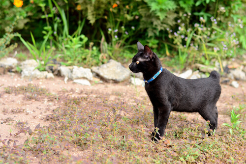 Bobtail japonés: características