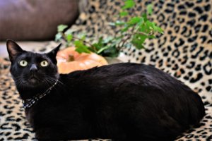 El bobtail japonés, el gato de la buena suerte