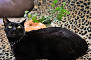 El bobtail japonés, el gato de la buena suerte