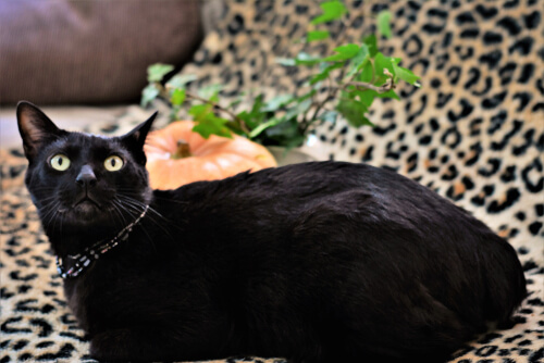 Bobtail japonés: comportamiento