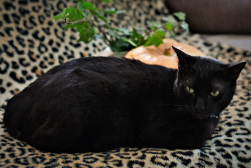 Bobtail japonés: cuidados