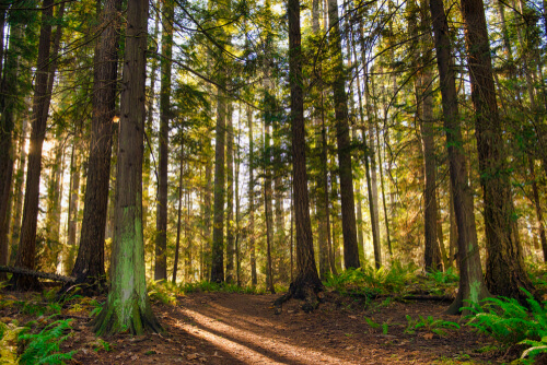 Bosques de Vancouver