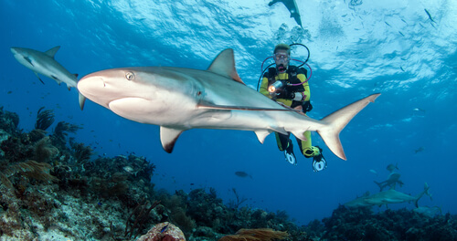 Bucear con tiburones, qué cuidados hay que tener en cuenta