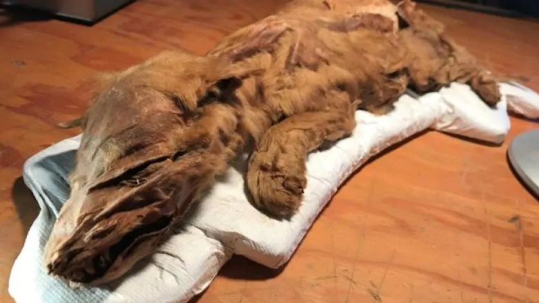 Descubren un cachorro de lobo momificado en Canadá