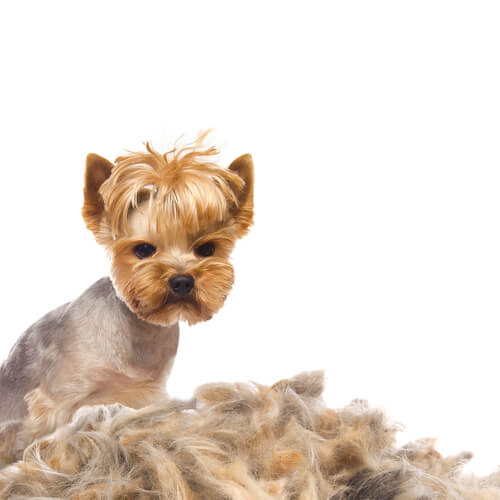 Caída de pelo en perros: causas y tratamiento