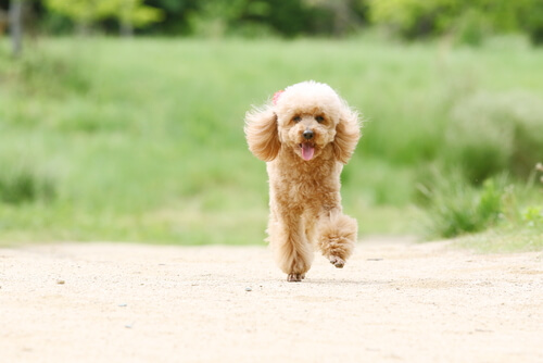 Caniche toy
