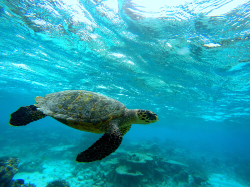 Caparazones de las tortugas