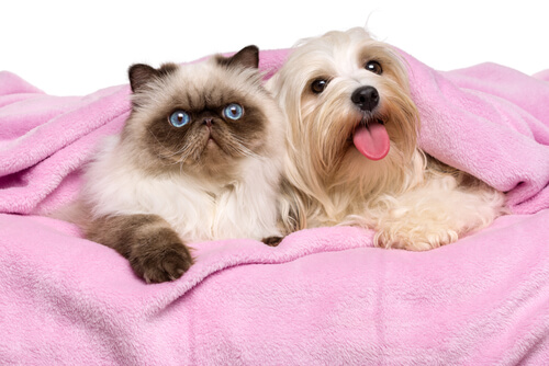Características de los gatos persas