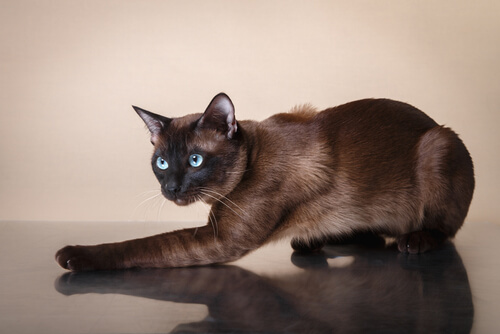 Características del gato tonkinese