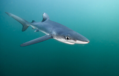 Tiburón azul: hábitat y características