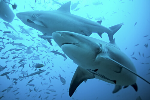 Tiburón toro: hábitat y características