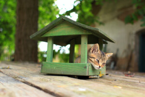 4 tips para construir una casa para gatos