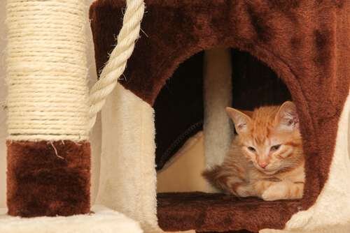 Casa para gatos casera
