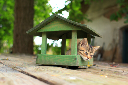 4 tips para construir una casa para gatos
