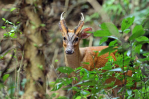 Aún existen ciervos prehistóricos: el muntíaco