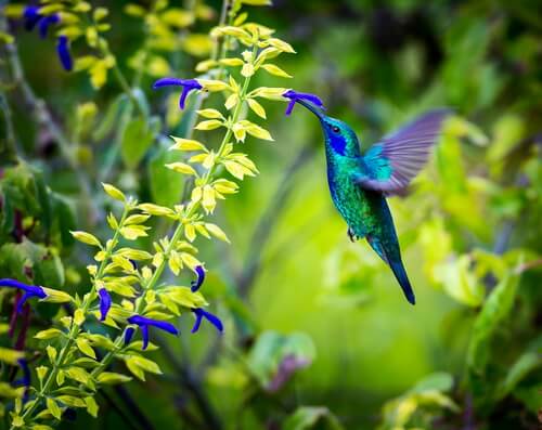 Coevolución de flores con colibrí