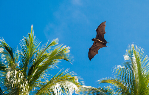 Coevolución: qué es
