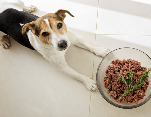 Comida para perros rica en proteínas