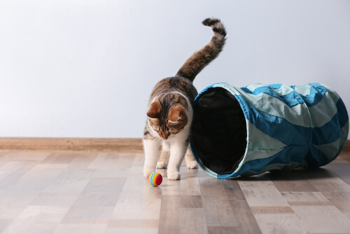 Cómo saber si un gato es zurdo o diestro