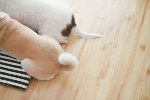 Cómo se comunica tu perro a través de la cola