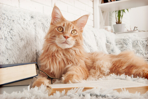Comportamiento de los gatos Maine Coon
