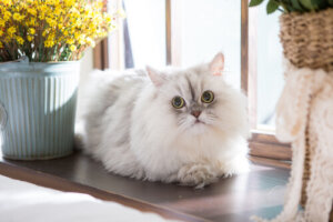 Comportamiento de los gatos persas