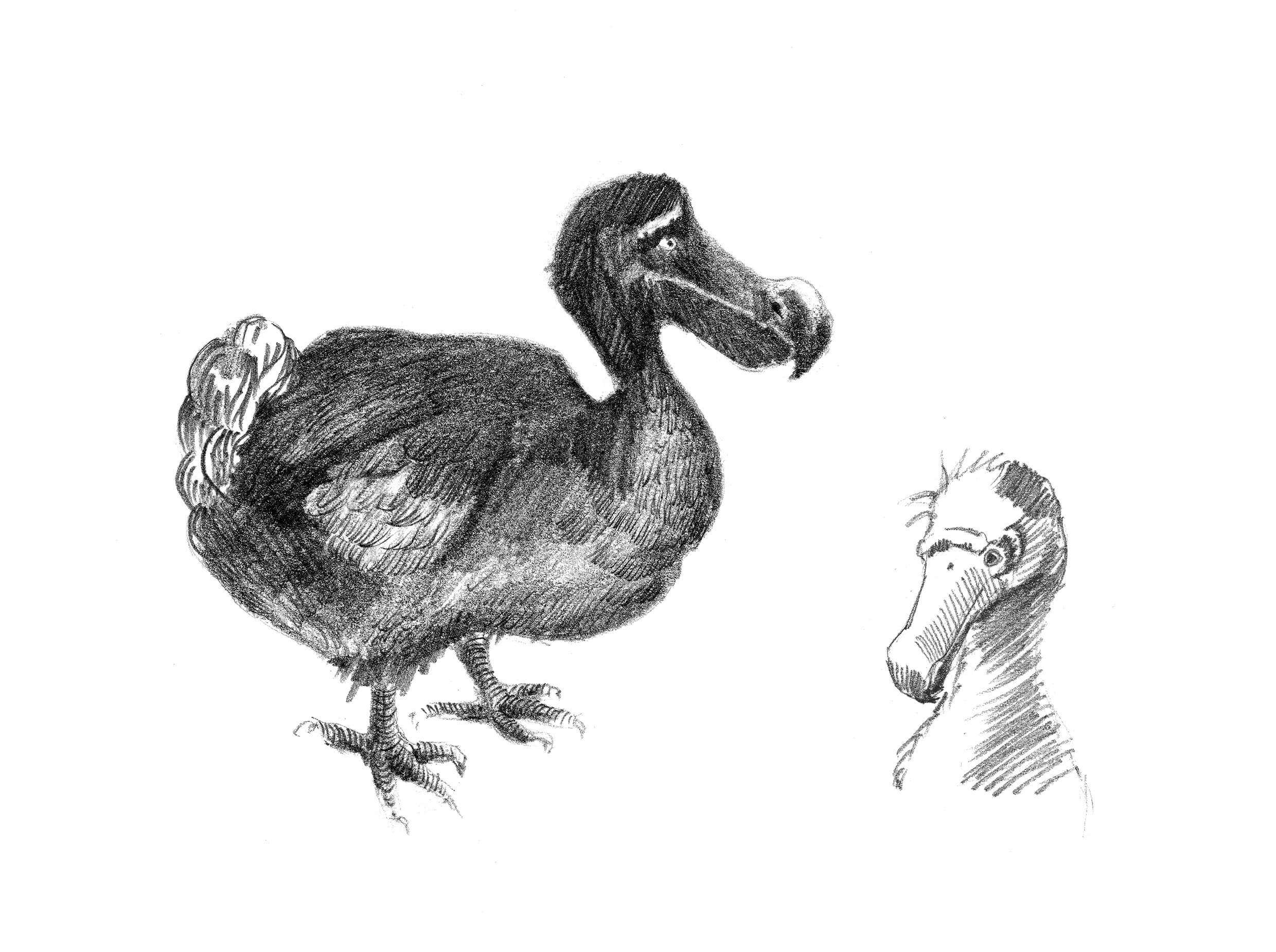 Comportamiento del dodo