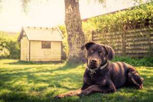 14 tips para construir una casa para perros