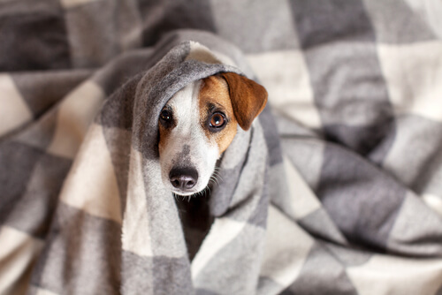 Coronavirus canino: síntomas y tratamiento