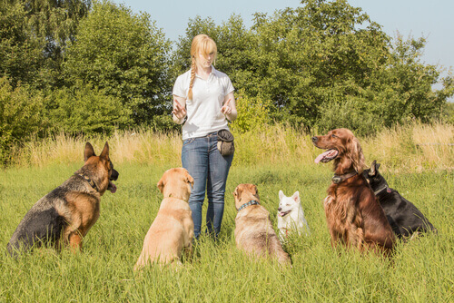 7 consejos para elegir al mejor cuidador para tu perro