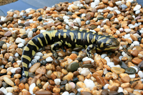 Cuidados de la salamandra tigre