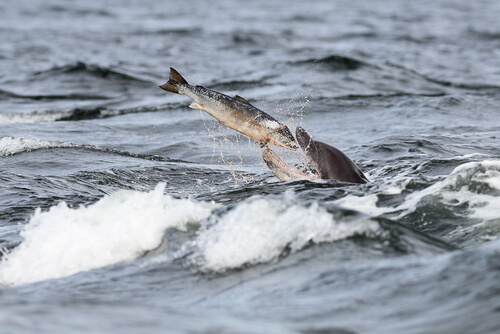 De qué se alimentan los delfines