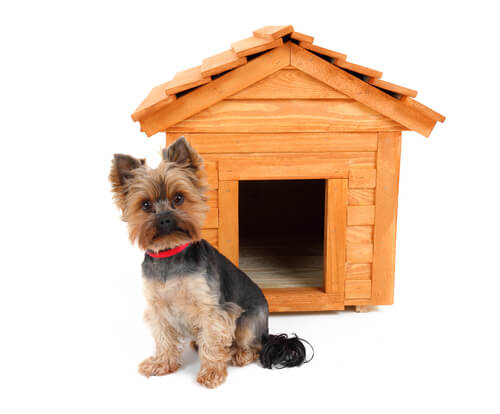 Decoración de casa para perros