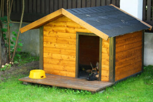 Decora la casa de tus perros con estos 5 consejos