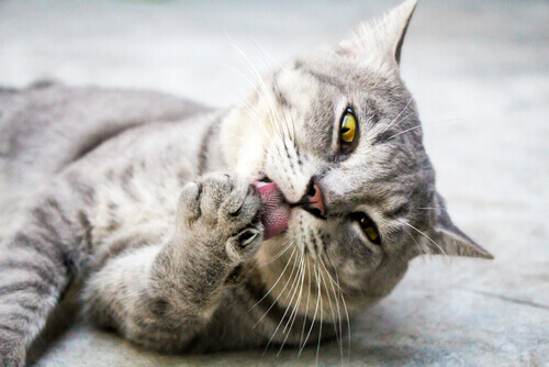 Dermatitis acral por lamido en gatos