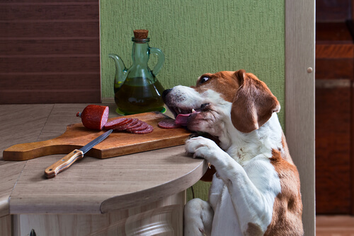 Dietas para perros ricas en proteínas: cuidados y consejos