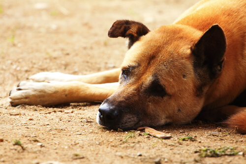 Distemper canino: síntomas