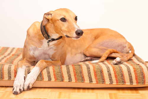 Eliminar olores de mascotas en casa