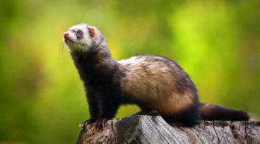 11 especies de mustélidos