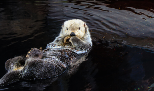 Especies de mustélidos: nutria