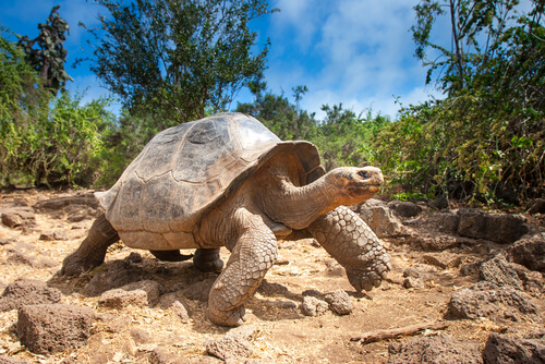 Estructura del caparazón de la tortuga