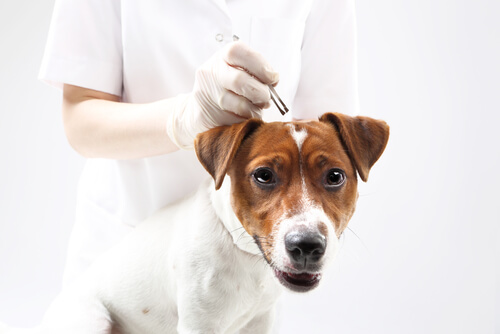 Eliminar garrapatas en perros con remedios naturales