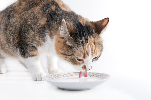 Gato bebiendo leche