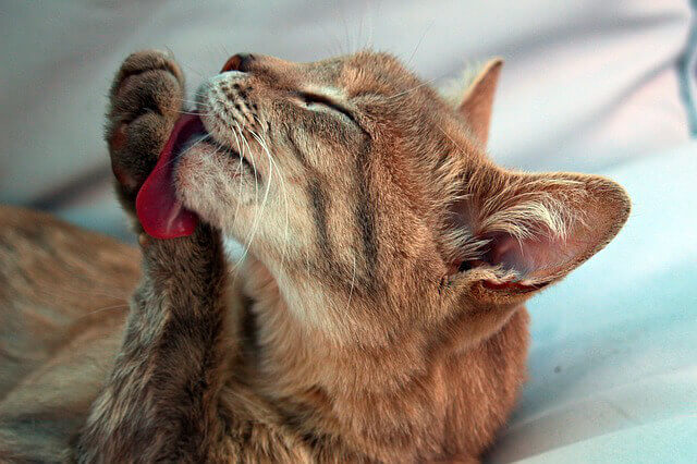 Dermatitis acral por lamido en gatos: síntomas y tratamiento