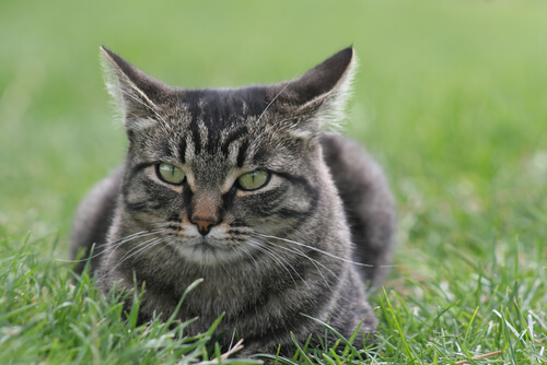 Gato manx: cuidados, comportamiento y características