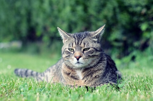 Gato manx: comportamiento
