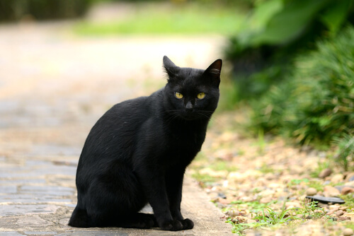 Gatos en la literatura: gato negro
